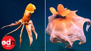 WEIRD! Deep Sea Octopus Blows Up Like a Circus Tent When Threatened