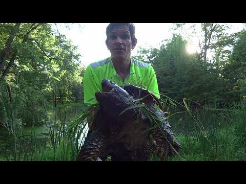Catching a GIANT Snapping Turtle by hand