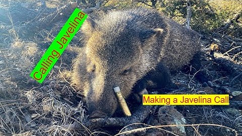Making a Javelina Call and Hunting Javelina