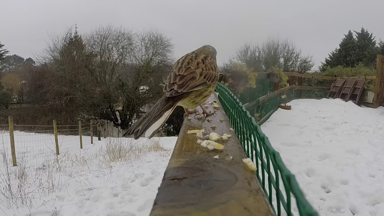 Cirl Bunting, Totnes, Devon, March 2018