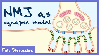 Neuromuscular Junction As The Model For Chemical Transmission neurophysiology   Discussion