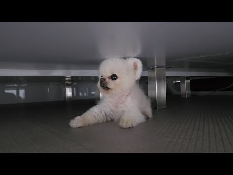 전퐁키! 넌 결국 엄마한테 잡히게 되어있어 ㅋㅋㅋ