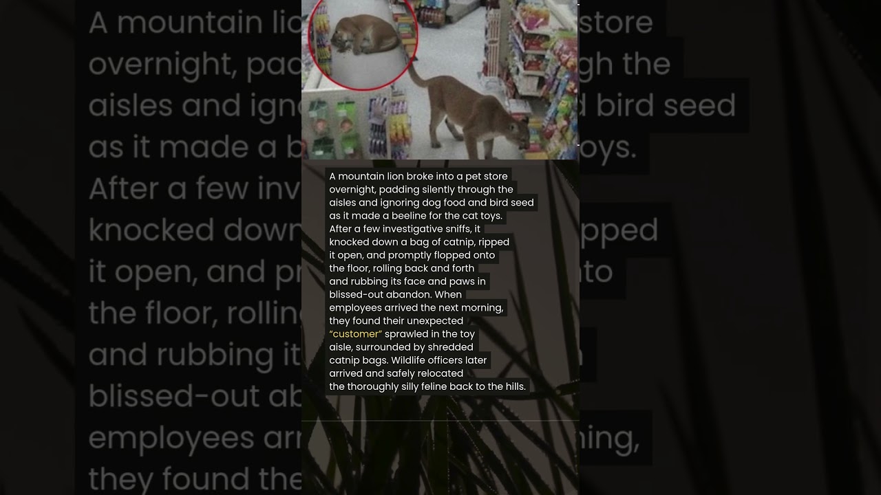 MOUNTAIN LION STEALS 🌿 FROM THE SHOP