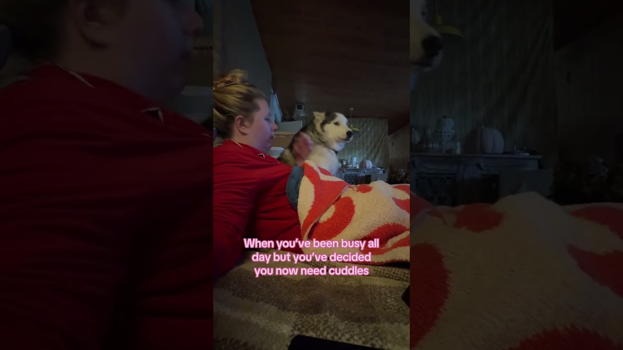 Heaven forbid Asher doesn&rsquo;t get his cuddles on demand #husky #huskysoftiktok #dogcuddles #rescuedog