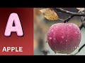 ABC Phonics Song | Alphabet letter sounds | ABC learning for toddlers | Education ABC Nursery Rhymes