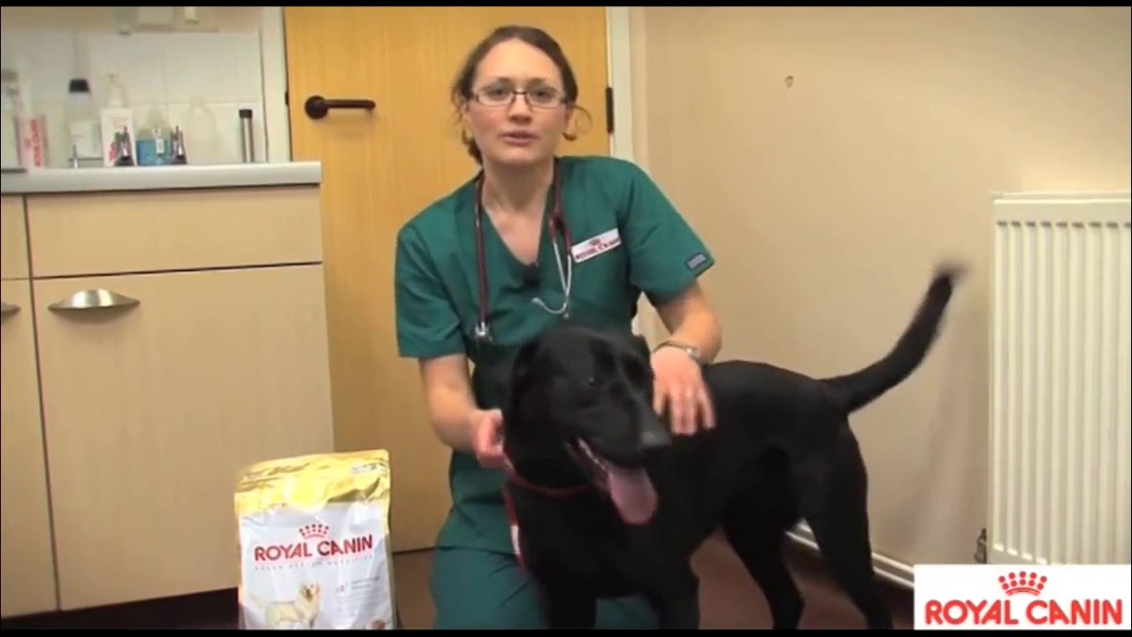 Buy Royal canin dog food southdepth22@gmail.com - YouTube