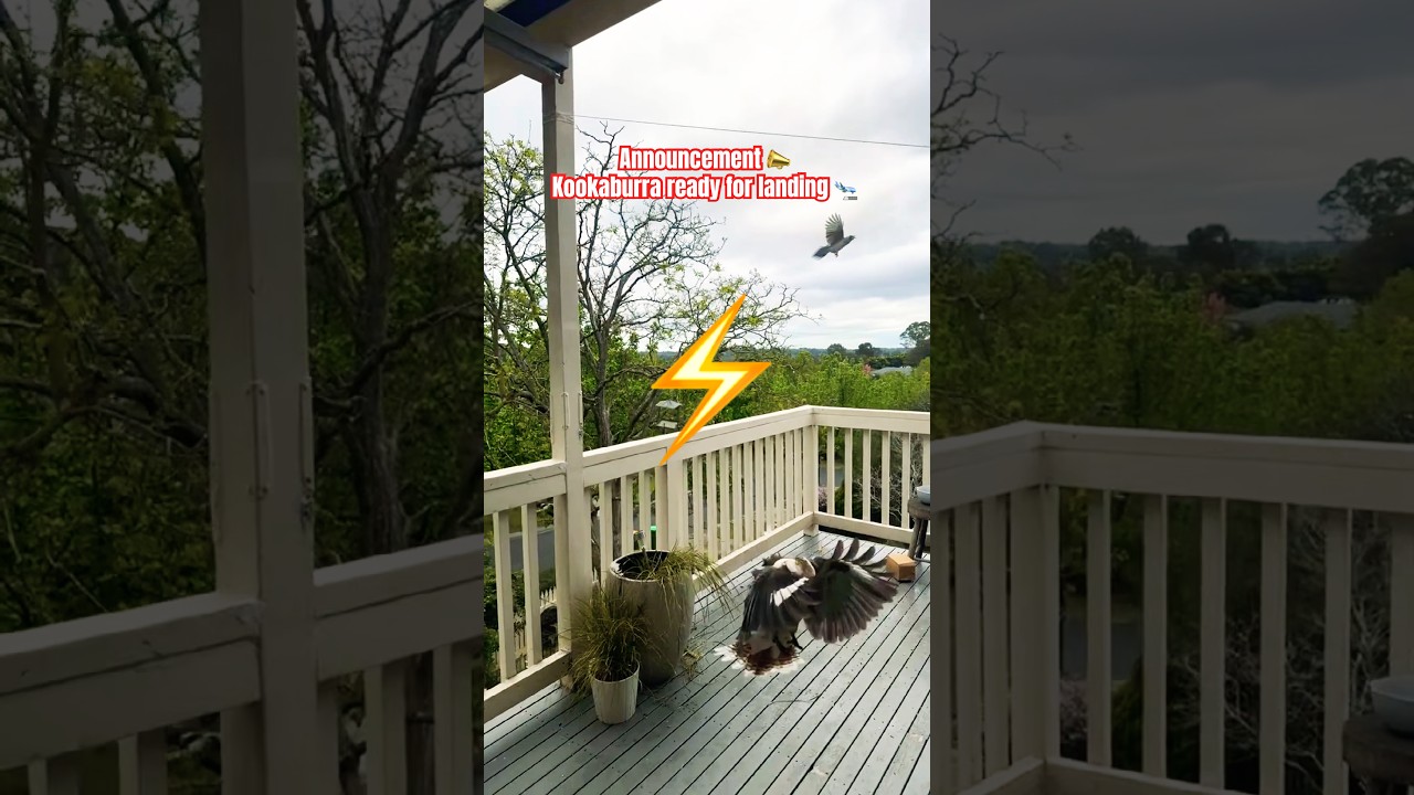 Laughing Kookaburra Bird Tricks #birds #shocked #kookaburra #trick