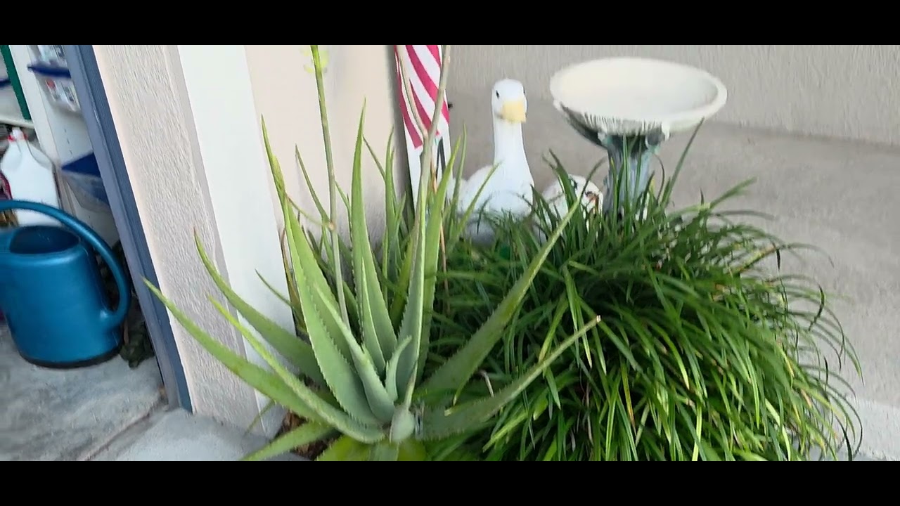 My Aloe Vera beats the Freeze 