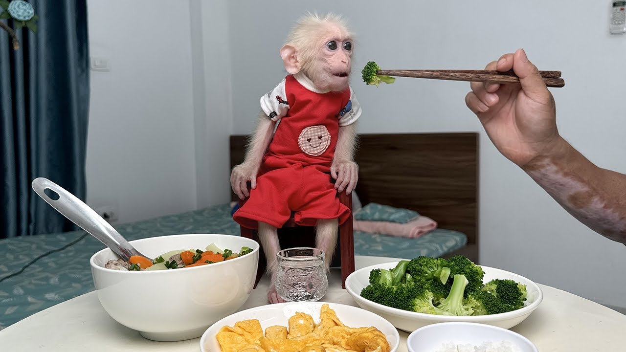 Обезьянка Каби и папа наслаждаются уютной трапезой, наполненной любовью!