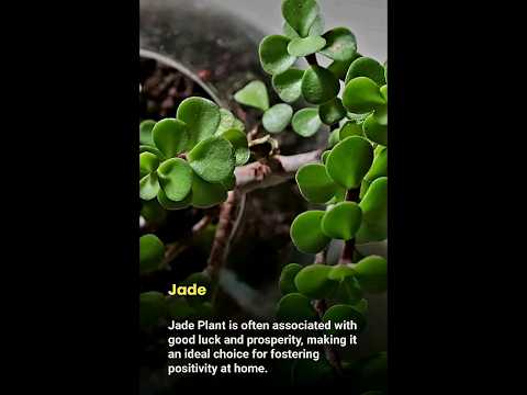 ვიდეო: პოზიტიური მცენარეების ვიბრები - მცენარეები, რომლებიც თქვენს გარემოცვას პოზიტიურ ენერგიას მოაქვს