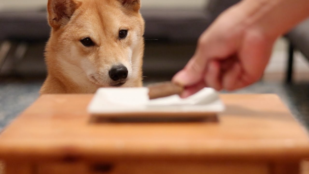 Will She Steal It Shiba Inu Temptations Episode 2