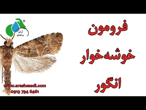 فرومون خوشه خوار انگور