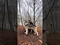 Pet Wolf Hybrid Transformation Over 200lbs And 6ft Tall Must See Wolf Hybrid