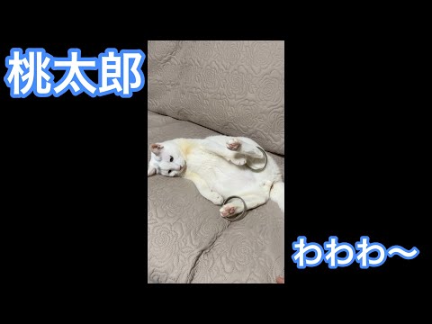 輪と戦う猫