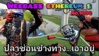 ตกปลาช่อนข้างทาง weebass eaterium S เบอร์ 1000 ข้างทางเอาอยู่🐟🐟ฉลองถังใส่ปลาใหม่🐟🐟