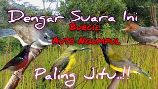 Suara Pikat Burcil Ribut Kejepit Paling jitu