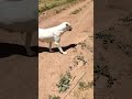 #keşfet #shortsvideo #farming #dog #dogs #dogshorts