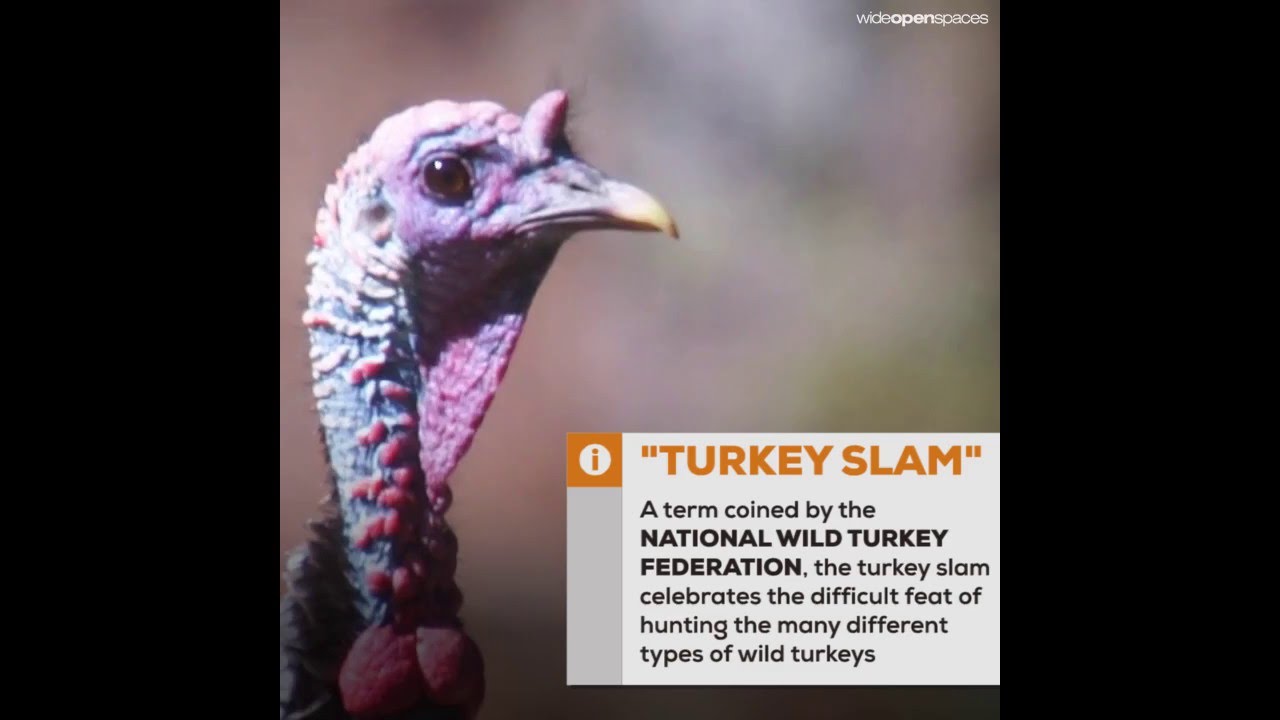 How To Score A Turkey Slam shooting in dc