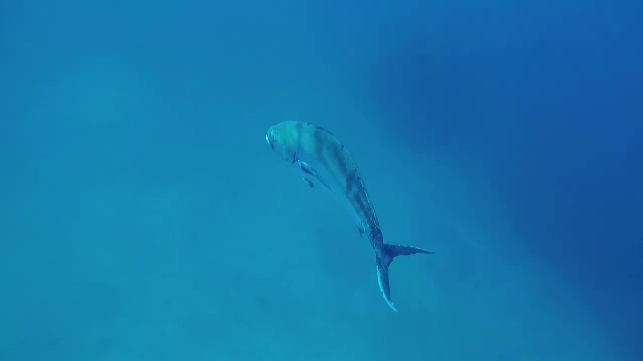 Free diving in the Sea of Cortez near Isla Danzante