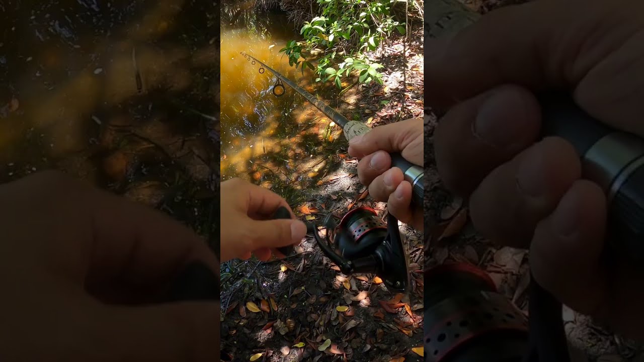 Snook Fish ATTACKS my Lure! 🎣