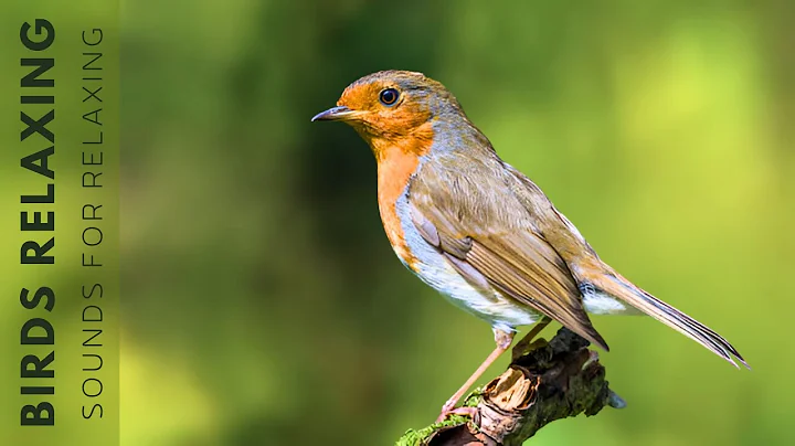 Birds Singing - 11 Hour Bird Sounds Relaxation, Soothing Nature Sounds, Birds Chirping