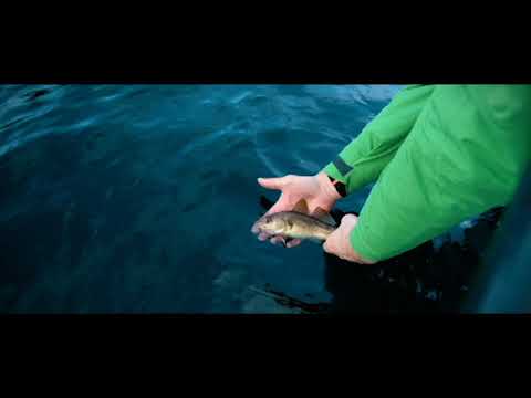 Video: Hvordan Ser Karpefisk Ut?