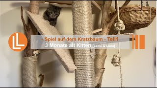 Spiel auf kratzbaum/ BHK Kitten 3 Monate,12 Wochen/ Naturkratzbaum & Kletterwand für Katzen/ CatWalk