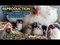 Reproduction 2023  des poules pekin coucou  gris perle   les premiers poussins 