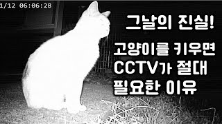 Why you absolutely need CCTV when you have a cat/The truth in CCTV!
