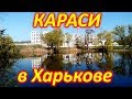 РЫБАЛКА НА КРУПНОГО КАРАСЯ В ГОРОДЕ