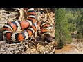 California Herping (Bay Area) The California Mountain Kingsnake, a Frog Bonanza, and More