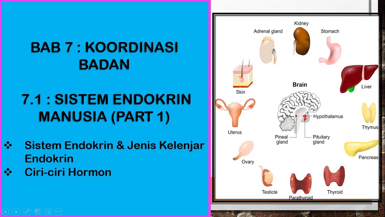 SAINS TINGKATAN 4 KSSM I BAB 7 I 7.1  SISTEM ENDOKRIN MANUSIA (PART 1