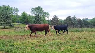 Yearling Bulls Hereford and Black Hereford May 2023
