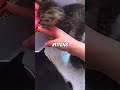 Kitten left alone when eating 🥺