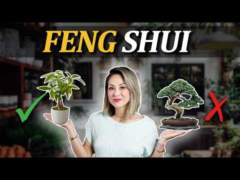Where To Put Peace Lily In House Feng Shui