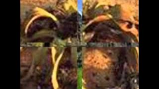 Africa  Jacinto Tchipa