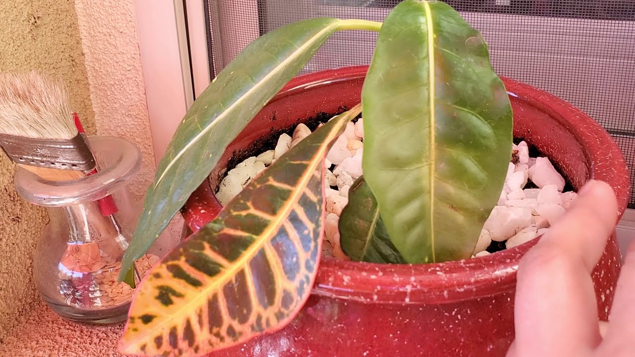CROTON PLANT IS DYING! YouTube