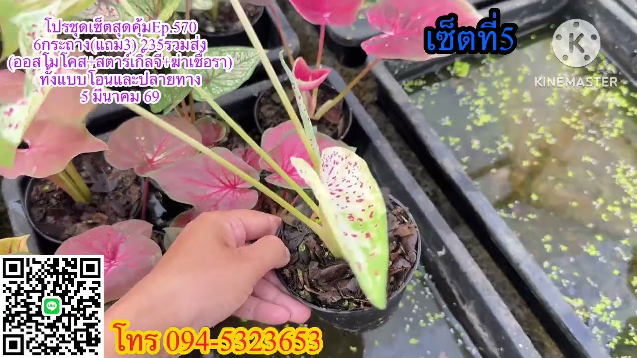 🌻🍁โปรชุดเซ็ตสุดคุ้มEp.570🌻🍁 5 มีนาคม 2569☎️094-5323653 #บอนสี  #บอนสีขวัญหวานการ์เด้น