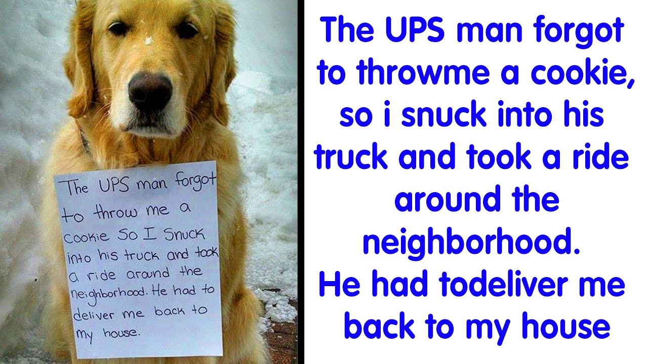 50 Times A**hole Pets Were Publicly Shamed For Their Hilariously Horrible Crimes - cute animal