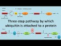 Ubiquitination of proteins