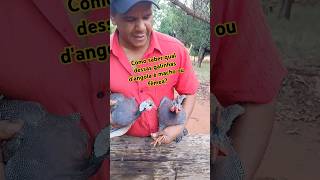 How do you know which guinea fowl is male or female? #chicken How do you know which guinea fowl is male or female? #chicken