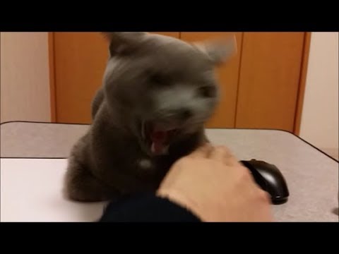 「攻撃的猫からパソコンを奪い返そう！」の巻 - YouTube