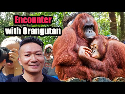 Video: 5 Borneodagi orangutanlarni ko'rish uchun joylar