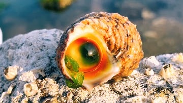 Có Gì Xuất Hiện Ở Bờ Biển Khi Thủy Triều Rút? – Khám Phá Bất Ngờ!