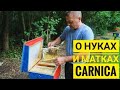 На пасеке у Немецкого матковода: о нуклеусах и матках породы #карника