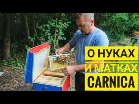 In the apiary at the German beekeeper: about nuclei and queen bees of Carnica