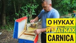 In the apiary at the German beekeeper: about nuclei and queen bees of Carnica