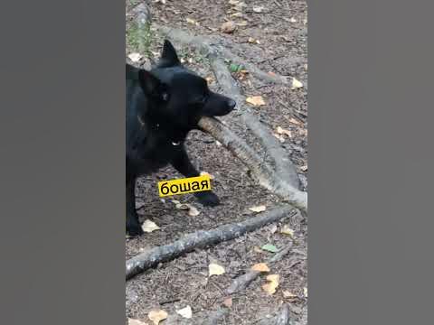 Хлоя -большая собака - YouTube