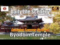 &quot;Byodoin Temple in Autumn Colors&quot;  世界遺産 紅葉の平等院【4K】Daily Life Scenery