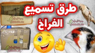 افضل الطرق الصحيحة لتعليم وتسميع فراخ الحسون وهجينه + تغريد بري مجانا